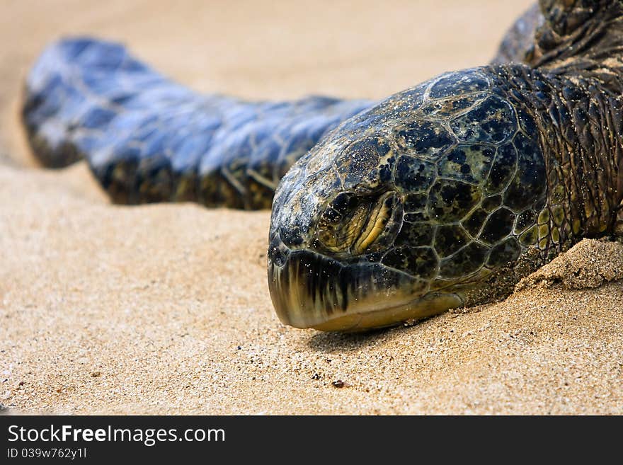 Hawaiian green sea turtle basking in the sun.