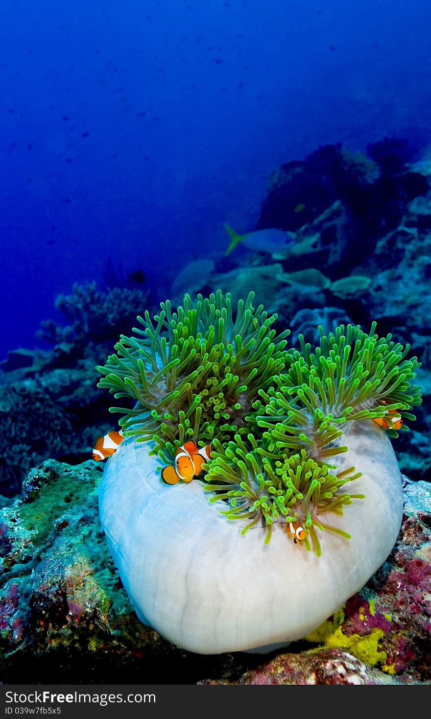 Family of False clown anemonefish (Amphiprion ocellaris) hiding in a semi closed anemone. Taken in the Wakatobi, Indonesia. Family of False clown anemonefish (Amphiprion ocellaris) hiding in a semi closed anemone. Taken in the Wakatobi, Indonesia.