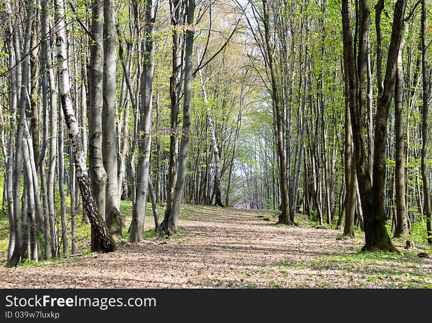 Road inside the young green forest. Road inside the young green forest