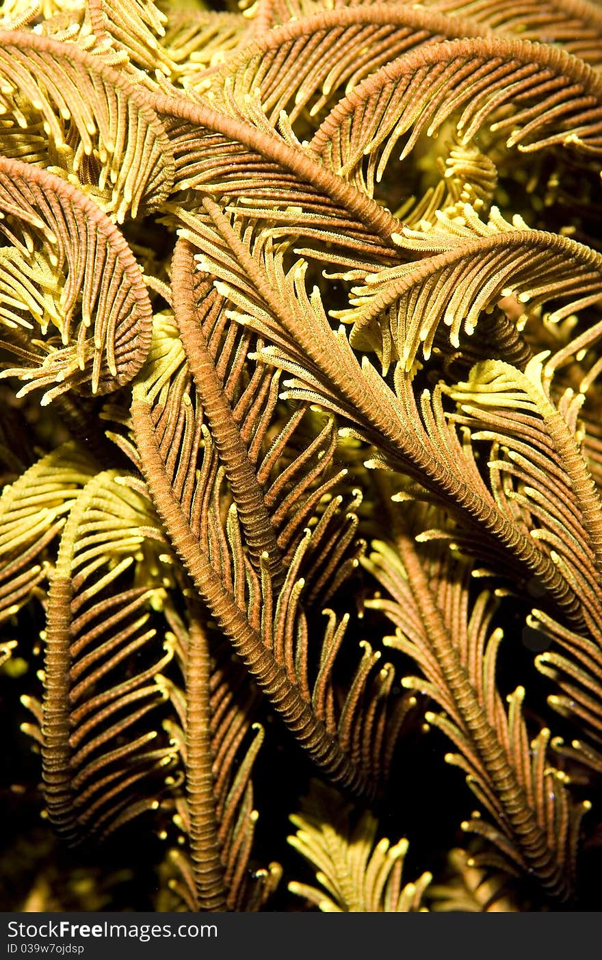 Macro image of orange feather star (crinoid) texture. Taken in the Wakatobi, Indonesia. Macro image of orange feather star (crinoid) texture. Taken in the Wakatobi, Indonesia