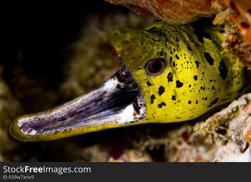 Face of a fimbriated moray eel (Gymnothorax fimbriatus) with gaping jaw showing teeth. Taken in the Wakatobi, Indonesia. Face of a fimbriated moray eel (Gymnothorax fimbriatus) with gaping jaw showing teeth. Taken in the Wakatobi, Indonesia.