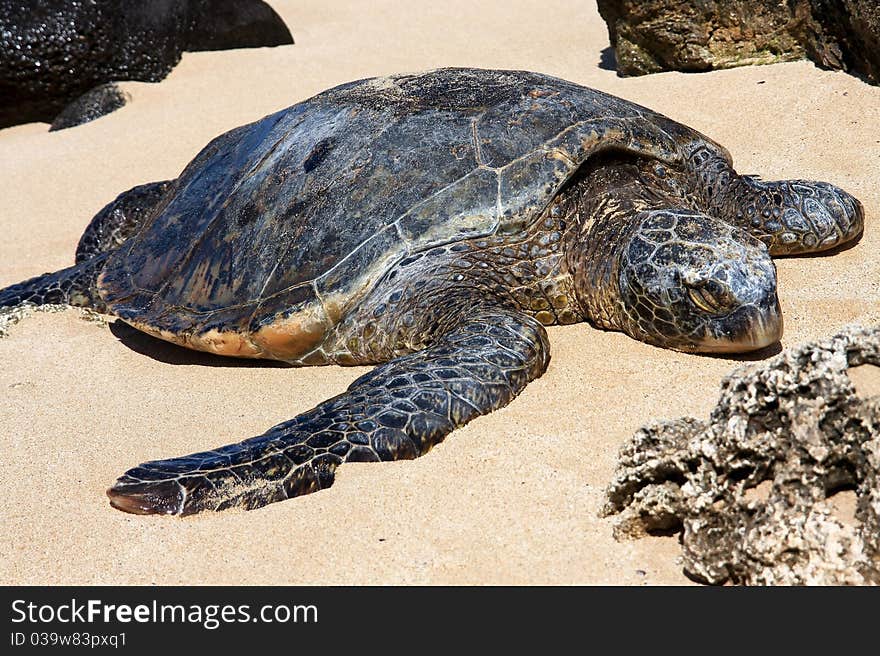 Hawaiian Green sea turtle basking in the sun on a beach. Hawaiian Green sea turtle basking in the sun on a beach.