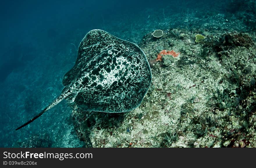 Giant reef ray (Taeniura melanospilos) swimming along a coral reef. Taken in Bali, Indonesia. Giant reef ray (Taeniura melanospilos) swimming along a coral reef. Taken in Bali, Indonesia.