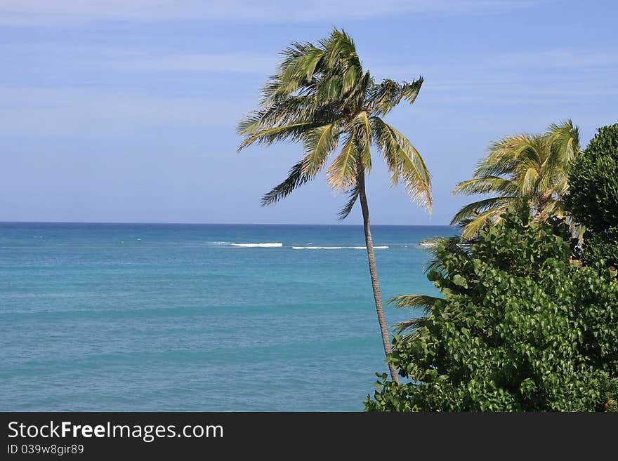 Palm tree and blue pacific ocean.