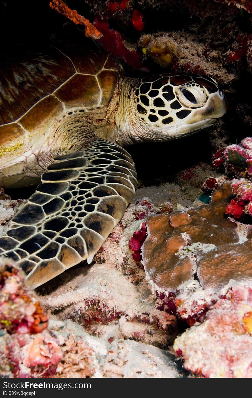 Green turtle resting in the reef