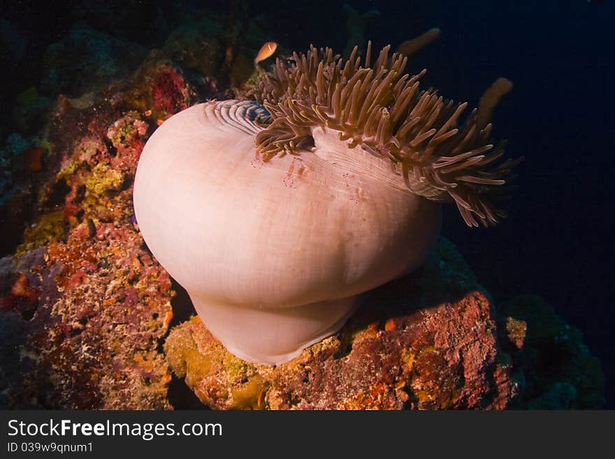 Partially closed anemone with cleaner shrimps on surface and a Pink anemonefish (Amphiprion perideraion) above. Taken in the Wakatobi, Indonesia. Partially closed anemone with cleaner shrimps on surface and a Pink anemonefish (Amphiprion perideraion) above. Taken in the Wakatobi, Indonesia