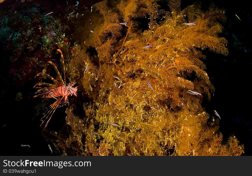 Lionfish Hunting Catfish Fry In Sea Fan