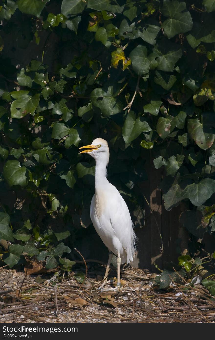 Cattle Egret Bubulcus ibis