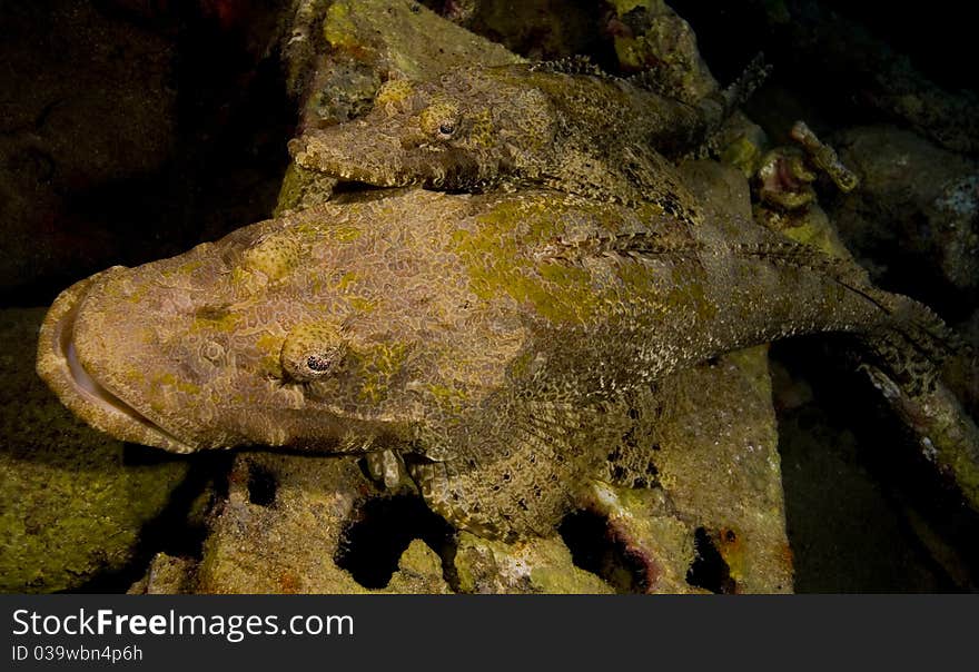 Pair of Beaufort's crocodilefish (Cymbacephalus beauforti) on an artificial reef. Taken in Mabul, Borneo, Malaysia.