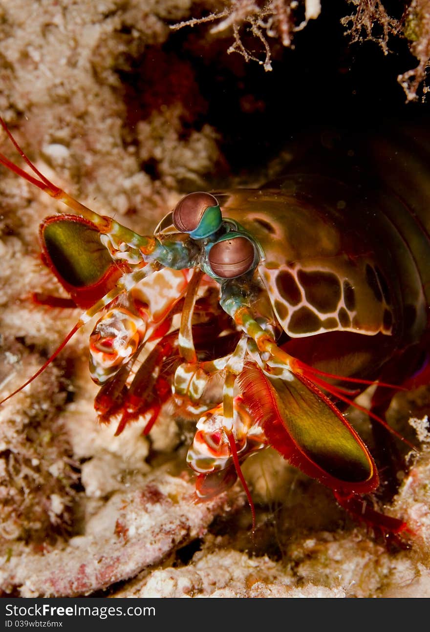 Peacock mantis shrimp (Odontodactylus scyllarus) emerging from its burrow in the sand. Taken on Mabul, Borneo, Malaysia.