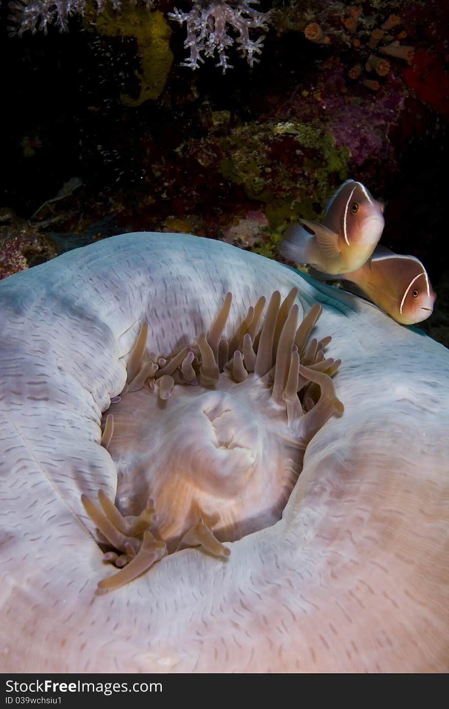 Pink anemonefish pair