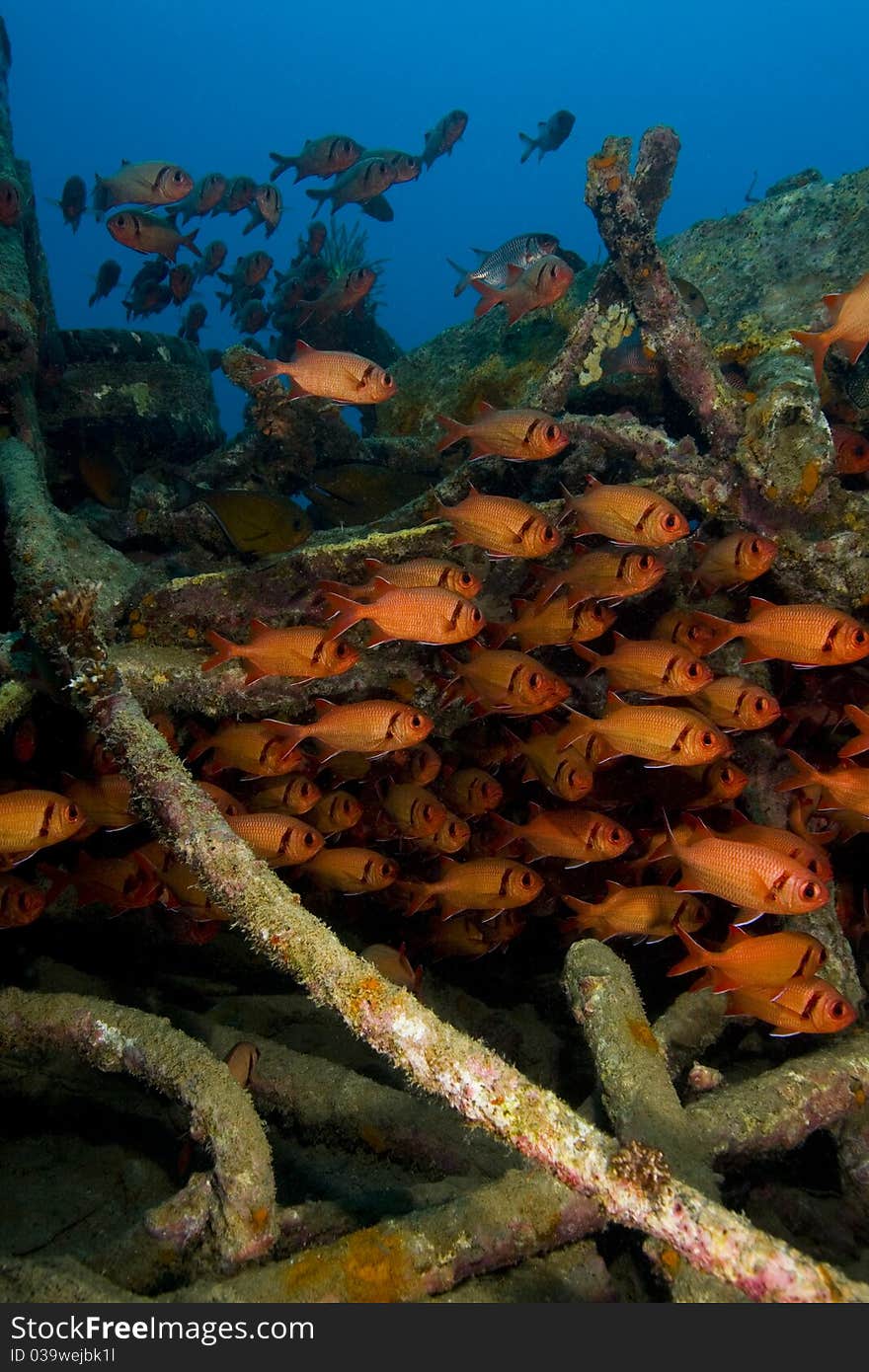 Shoal of soldierfish on an artificial reef