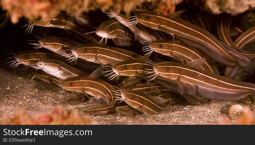 Shoal of striped catfish (Plotosus lineatus) hiding in a crevice in the reef. Taken in Bali, Indonesia.