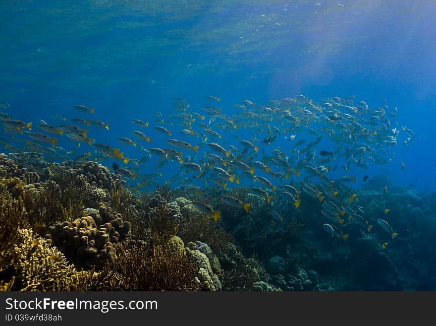 Shoal of snapper (Lutjanidae) swimming into the morning sunlight. Taken in the Wakatobi, Indonesia. Shoal of snapper (Lutjanidae) swimming into the morning sunlight. Taken in the Wakatobi, Indonesia.