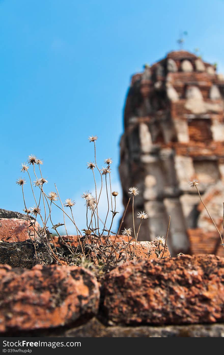 Dry grass flower in the old temple, Mahathat of Ayutthata, Thailand