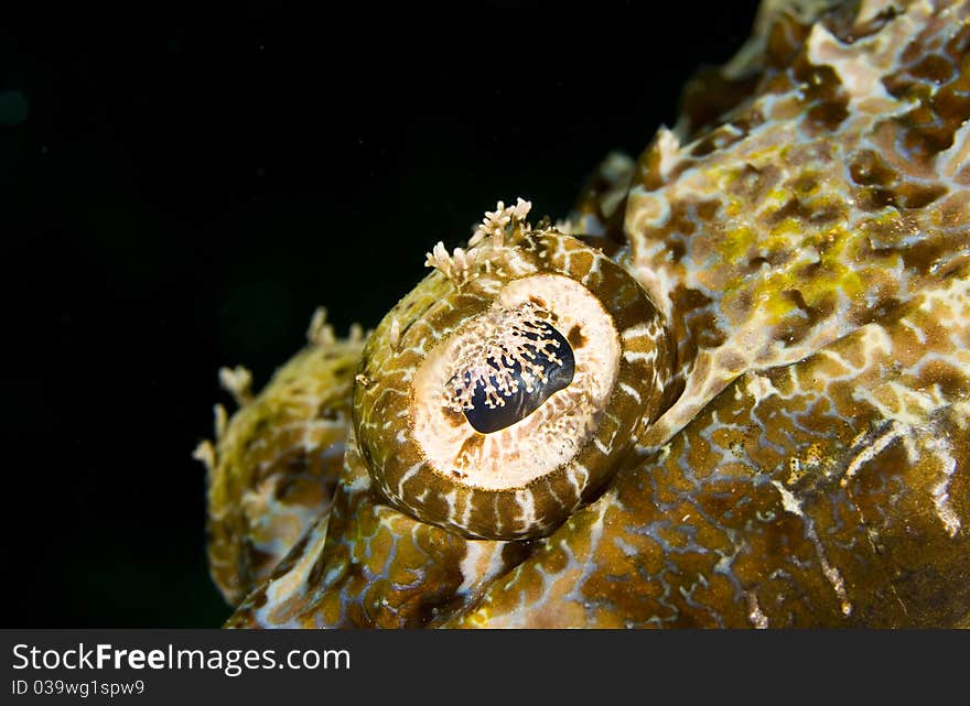 Tentacled Flathead (Crocodile Fish) Eye