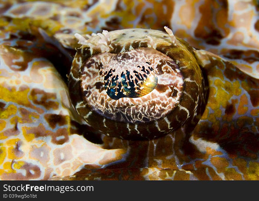 Macro of the eye of a Tentacled flathead (Papilloculiceps longiceps), also known as a crocodile fish. Taken in the Wakatobi, Indonesia. Macro of the eye of a Tentacled flathead (Papilloculiceps longiceps), also known as a crocodile fish. Taken in the Wakatobi, Indonesia.