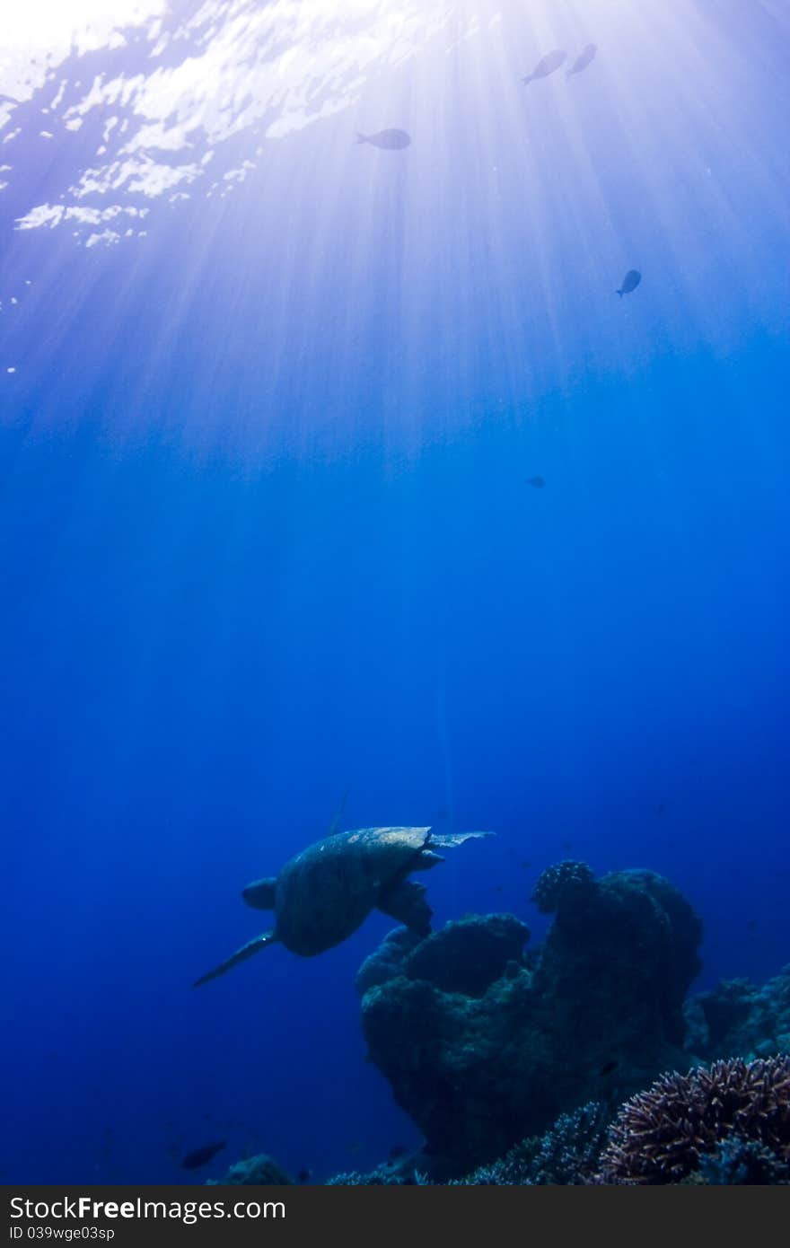 Turtle swimming over a coral reef under sun beams form the surface. Taken in Sipidan, Borneo, Malaysia. Turtle swimming over a coral reef under sun beams form the surface. Taken in Sipidan, Borneo, Malaysia