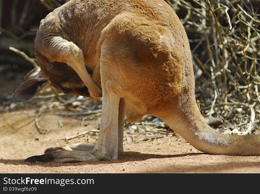 An Australian kangaroo inspecting and cleaning its belly. An Australian kangaroo inspecting and cleaning its belly.