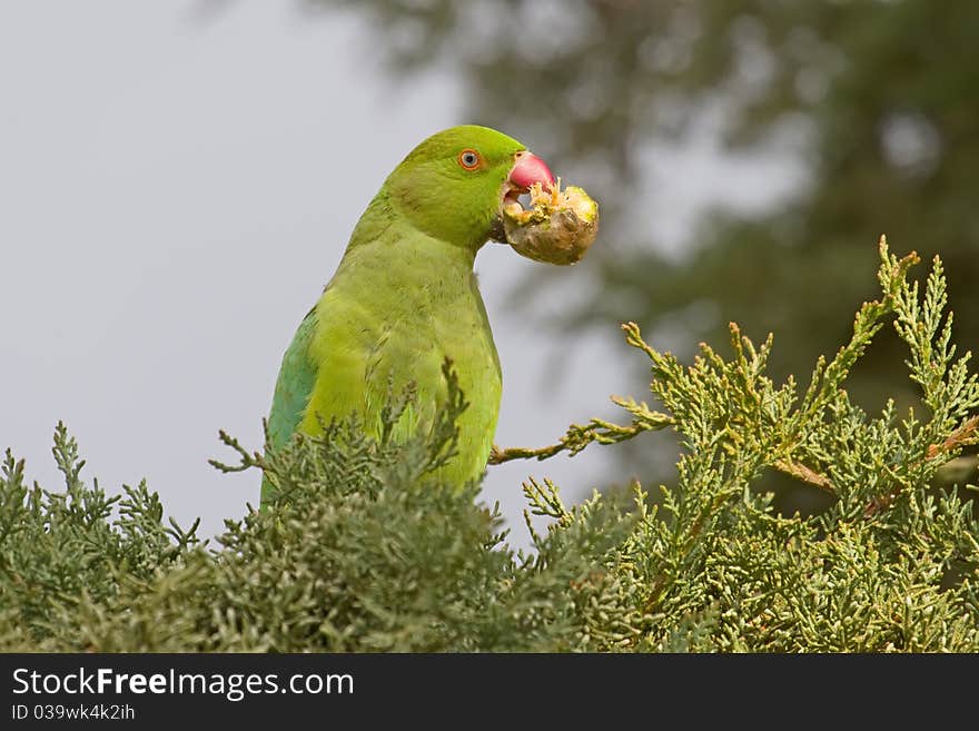 A green Parrot (Rose-ringed Parakeet - Psittacula krameri) holding a cypress cone in his beak. A green Parrot (Rose-ringed Parakeet - Psittacula krameri) holding a cypress cone in his beak