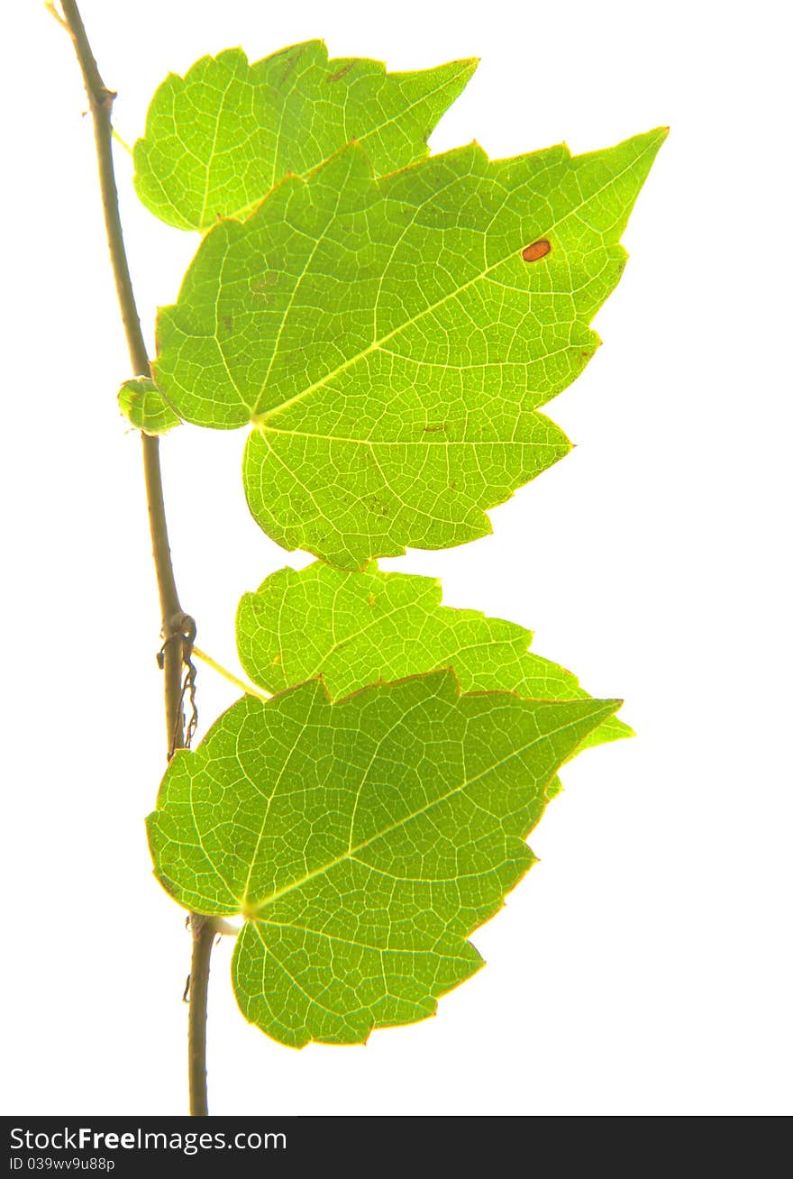 Ivy Leaves