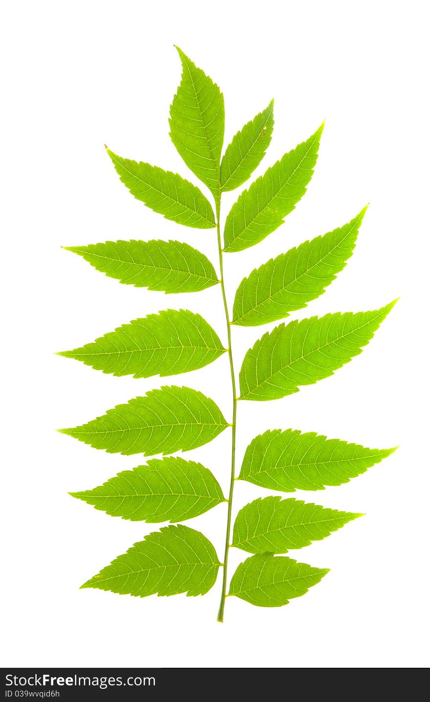 Green leaf