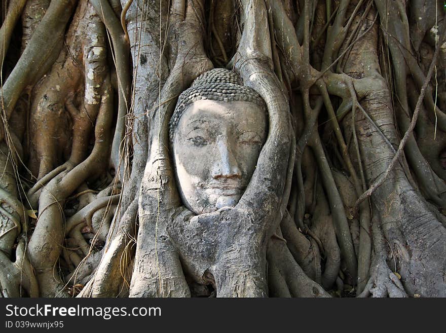 Face of buddha stutue in tree,Ayutthaya of Thailand. Face of buddha stutue in tree,Ayutthaya of Thailand.