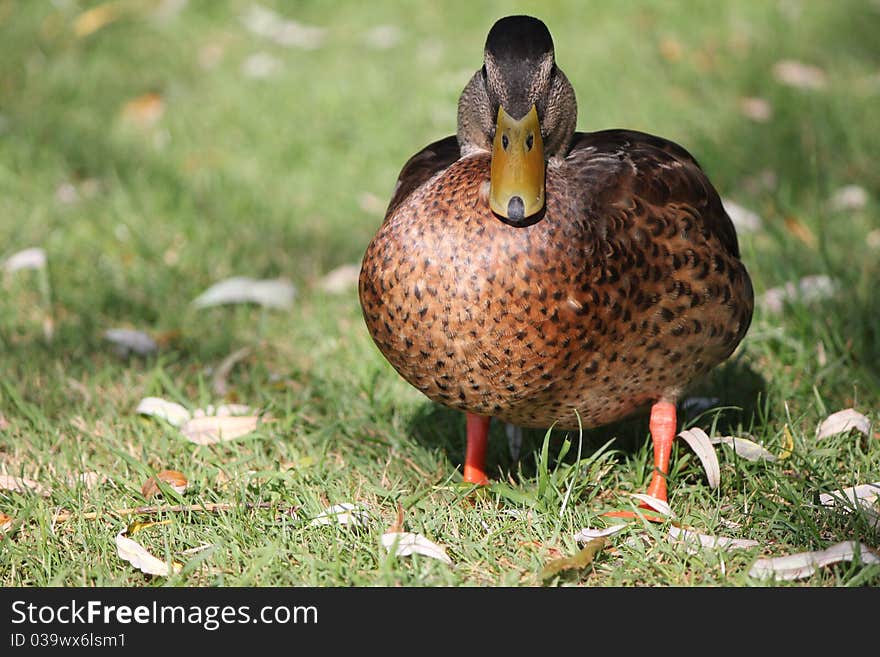 Duck Brown And Grass