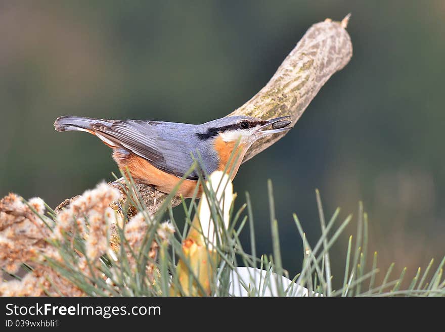 Nuthatch with sunflower seed