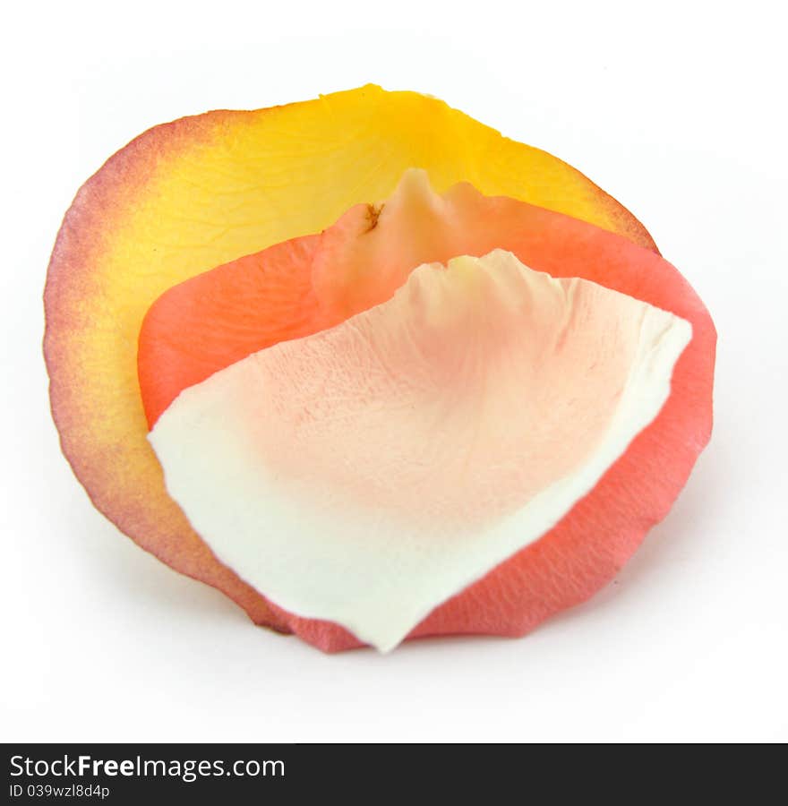 Yellow rose petals on white isolated background