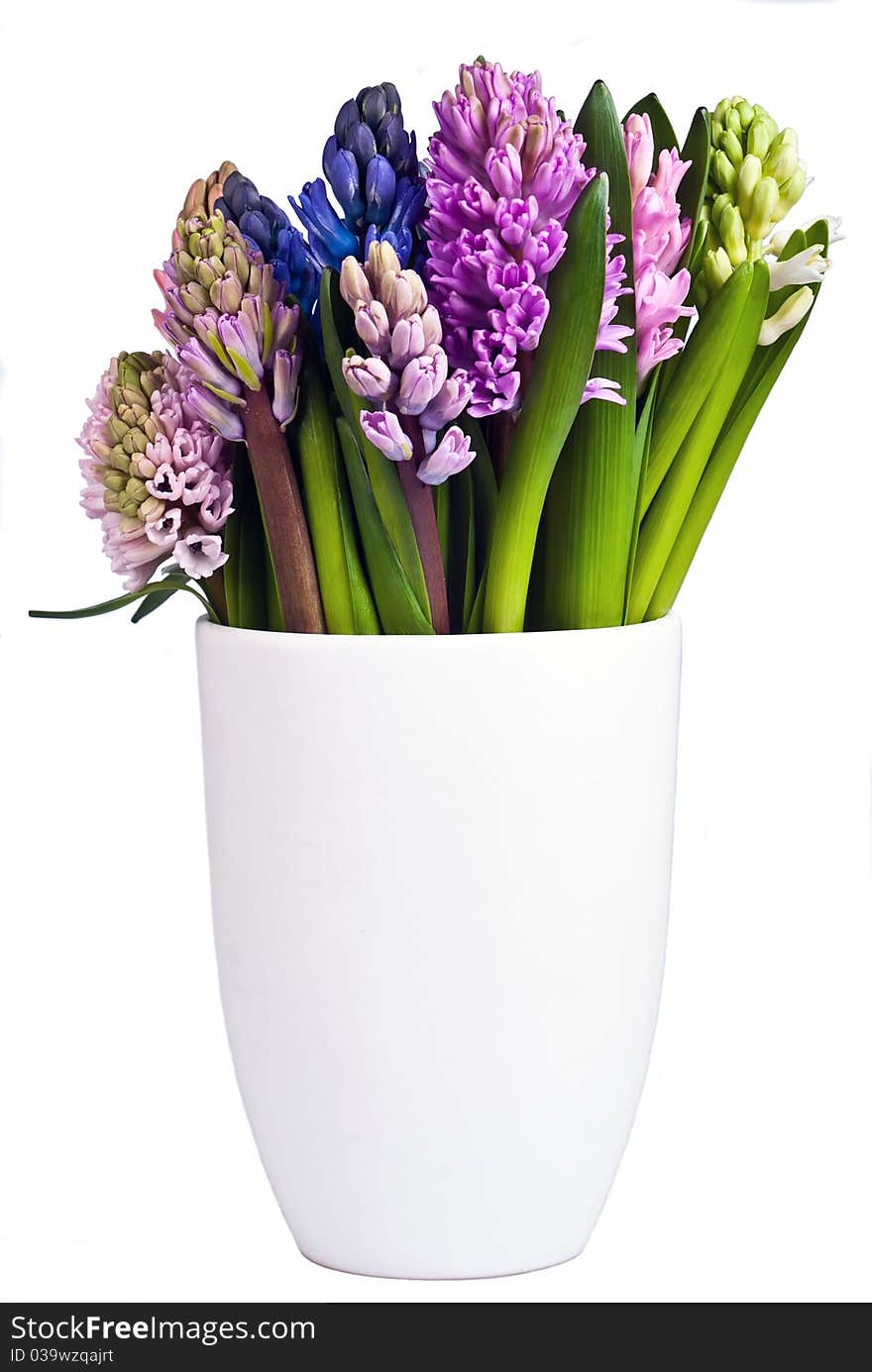 Many flowering hyacinths in a vase on a white background. Many flowering hyacinths in a vase on a white background