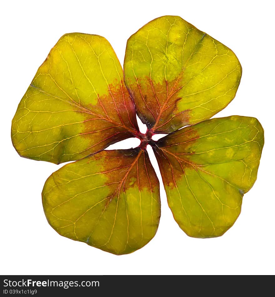 A four-leaf clover on white background optional. A four-leaf clover on white background optional