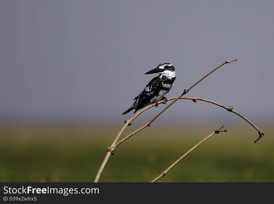 Pied Kingfisher