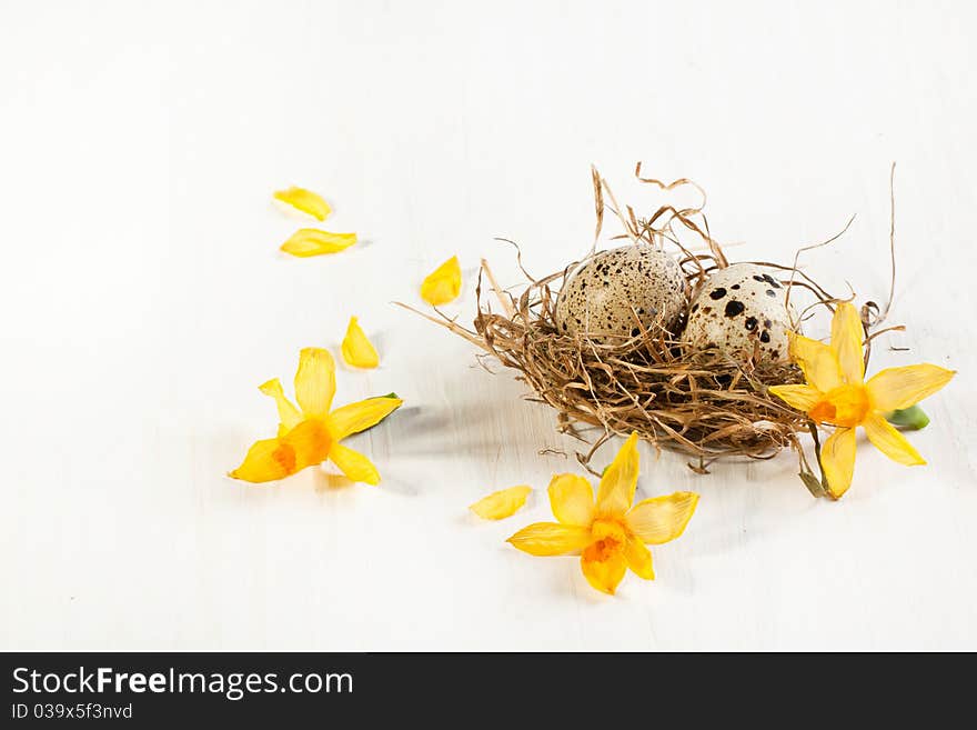 Quail's egg in nest with yellow flowers over white. Quail's egg in nest with yellow flowers over white