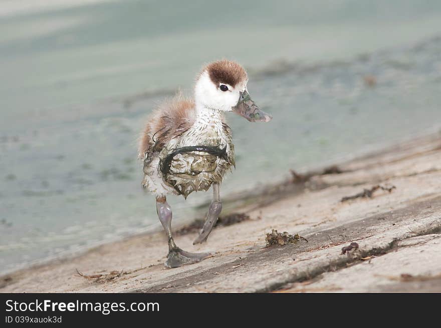 Comon shelduck chick (Tadorna tadorna)