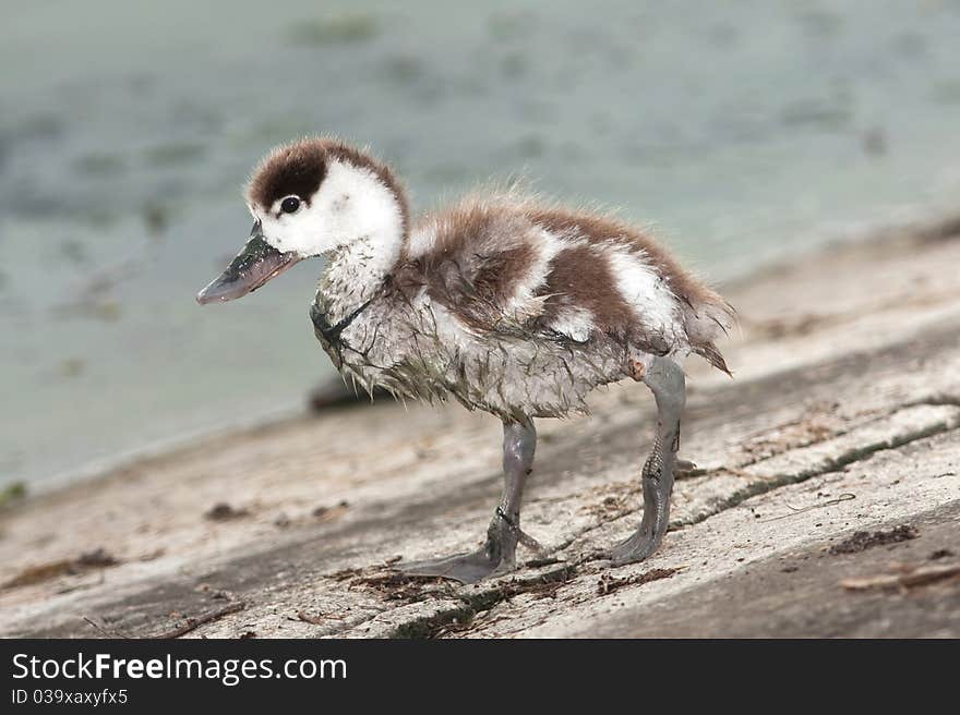 Comon shelduck chick looking for food (Tadorna tadorna). Comon shelduck chick looking for food (Tadorna tadorna)