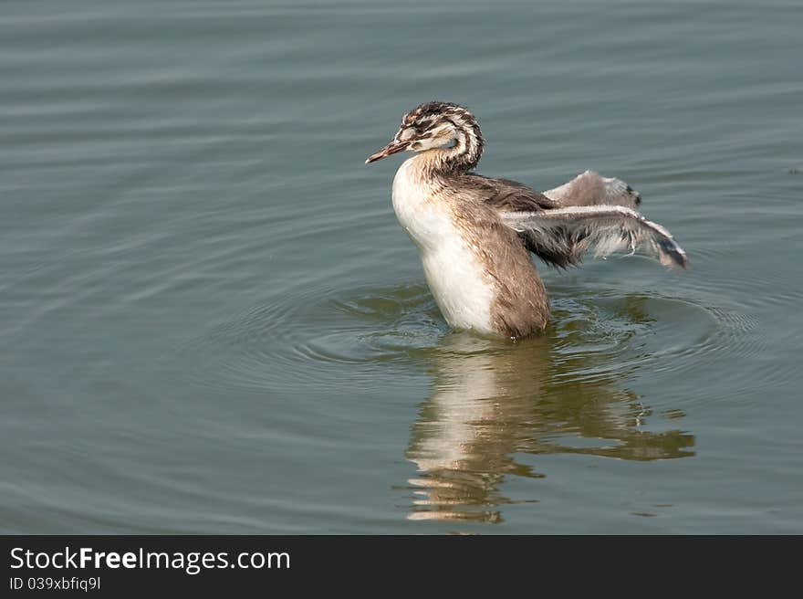 Great crested grebe chicks / Podiceps cristatus