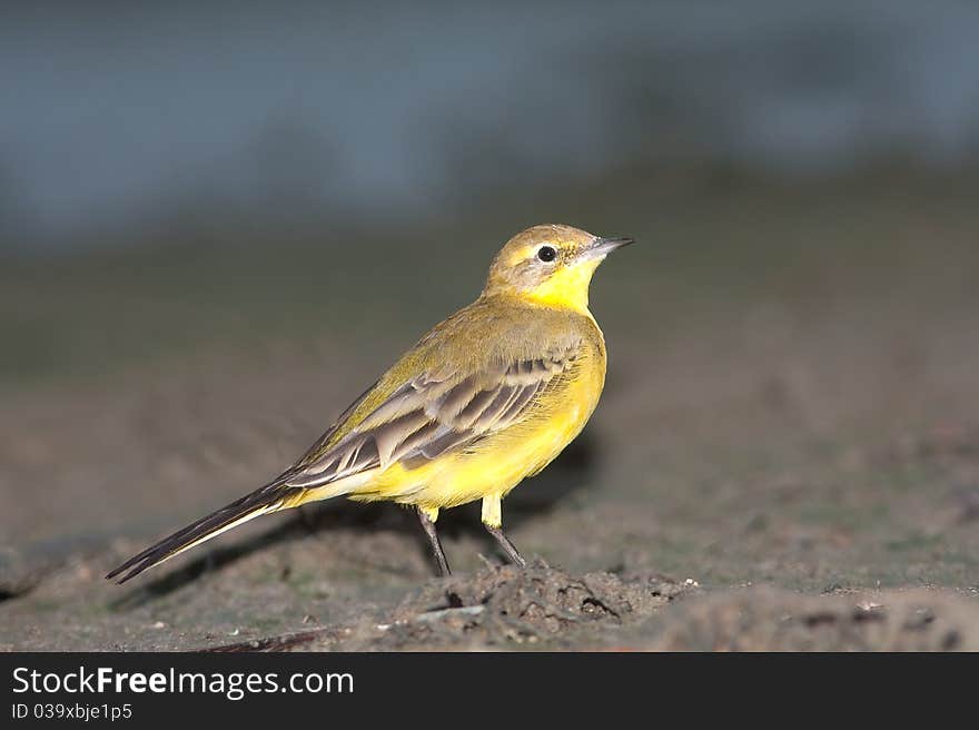 Yellow wagtail / motacilla flava