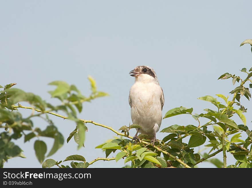 Lesser Grey Shrike, juvenile / Lanius minor