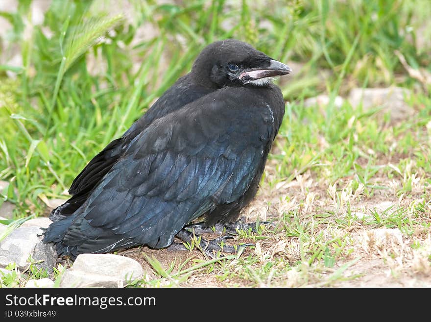 Rook (Corvus frugilegus)