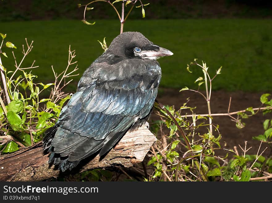 Rook (Corvus frugilegus)