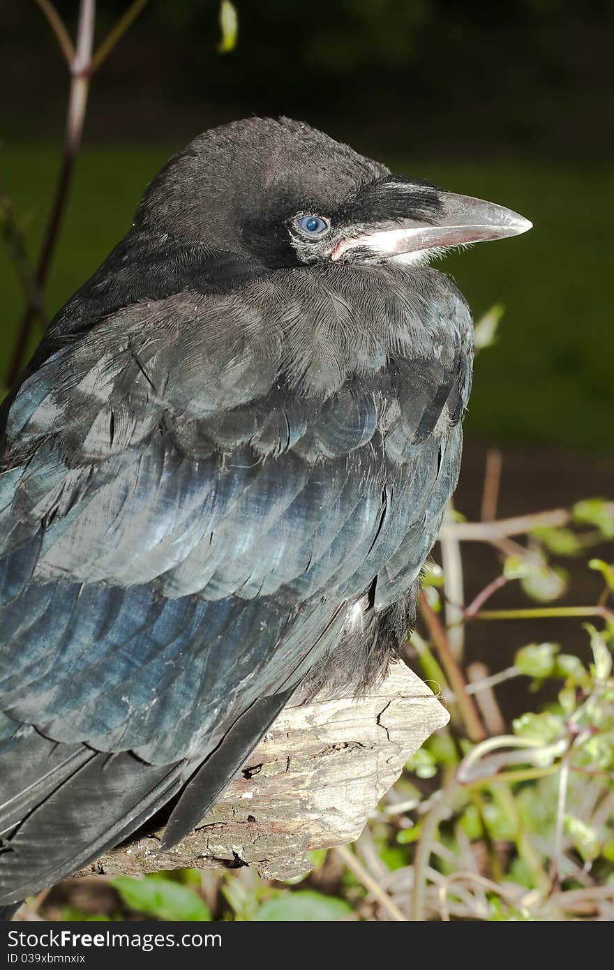 Rook (Corvus frugilegus)