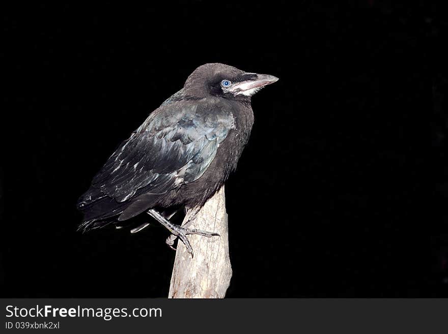 Rook (Corvus frugilegus)