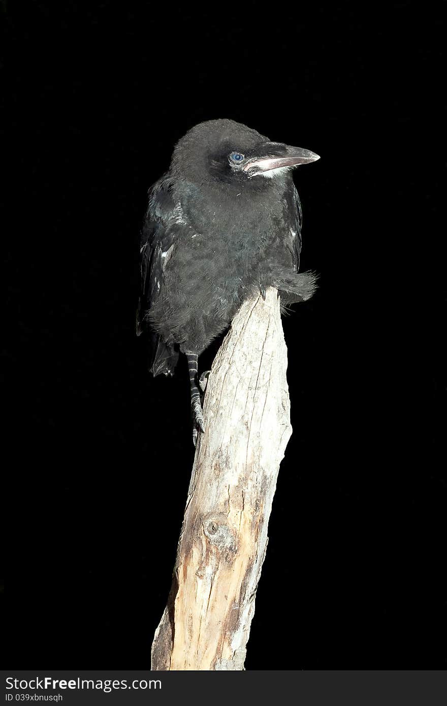 Rook (Corvus frugilegus)