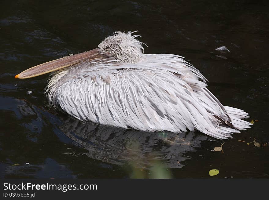 Dalmatian Pelican on the water - Pelecanus crispus. Dalmatian Pelican on the water - Pelecanus crispus