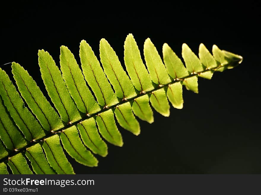 Fern in lighting