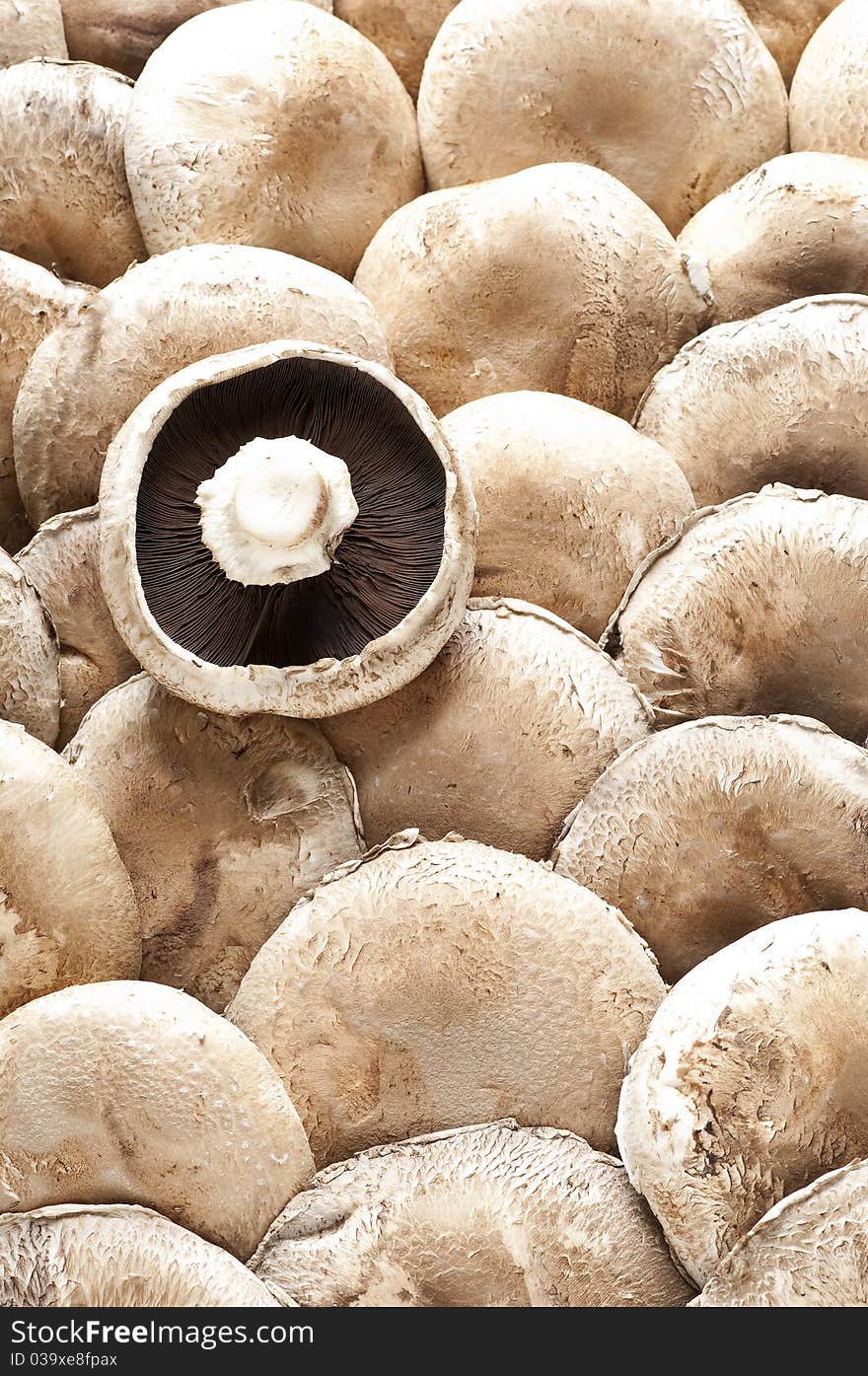 A frame full of portobello mushrooms