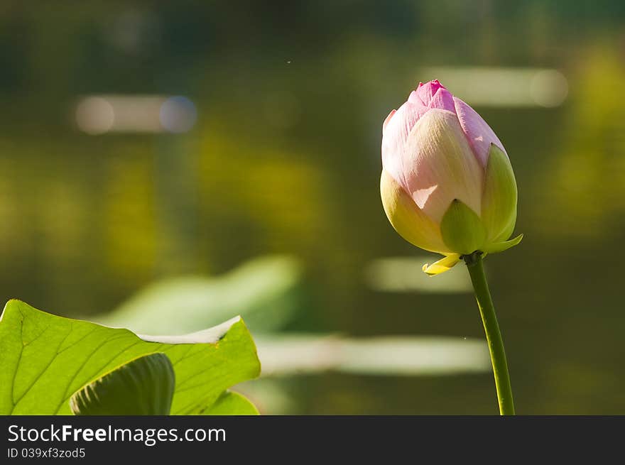 Purple Lotus flowering in summer