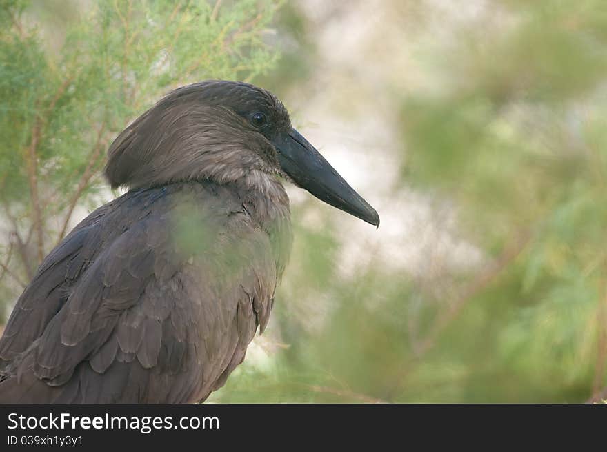 The Hamerkop Stork (Scopus Umbretta)