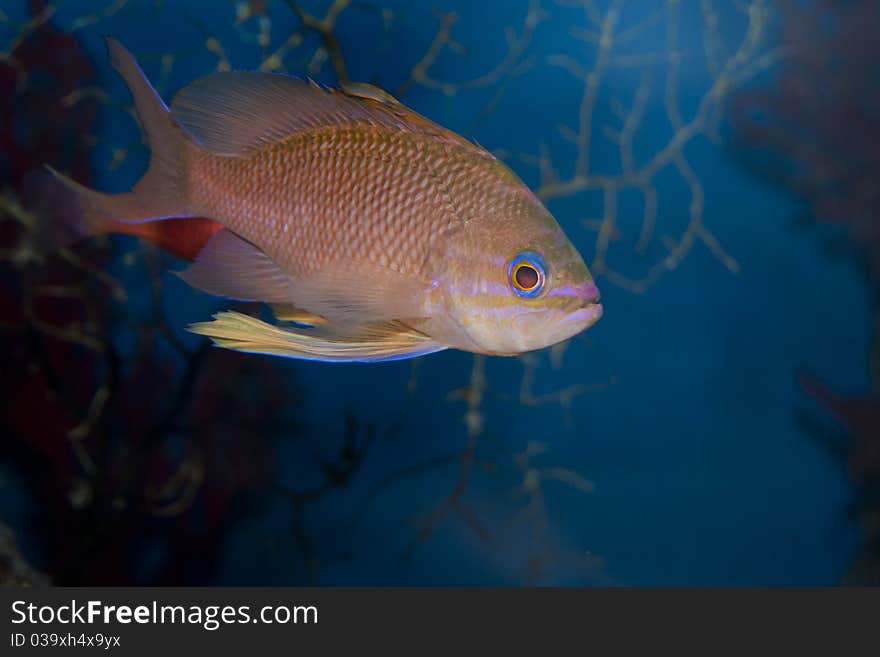 Lyretail Anthias (Pseudanthias squamipinnis) in Aquarium